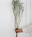 Gedroogde gypsophila lichtblauw per 5 takken 70cm