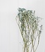 Getrocknete Schleierkraut hellblau pro 5 Zweige 70cm