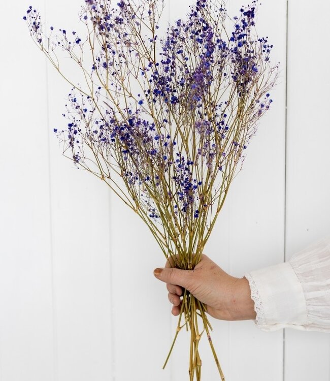 Dried gypsophila purple per 5 branches 70cm