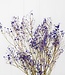 Gypsophile séché violet par 5 branches 70cm