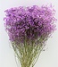 Gypsophile séché violet par 5 branches 70cm