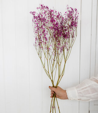 MyFlowers Gypsophile séchée rose foncé 70cm