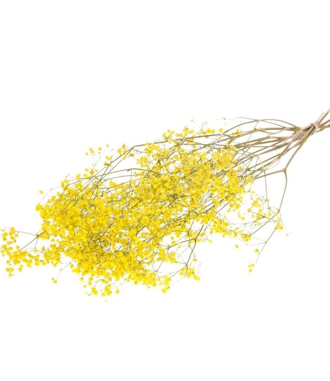 Gypsophila geel droogbloemen | Lengte ± 70 cm | Per bos verkrijgbaar