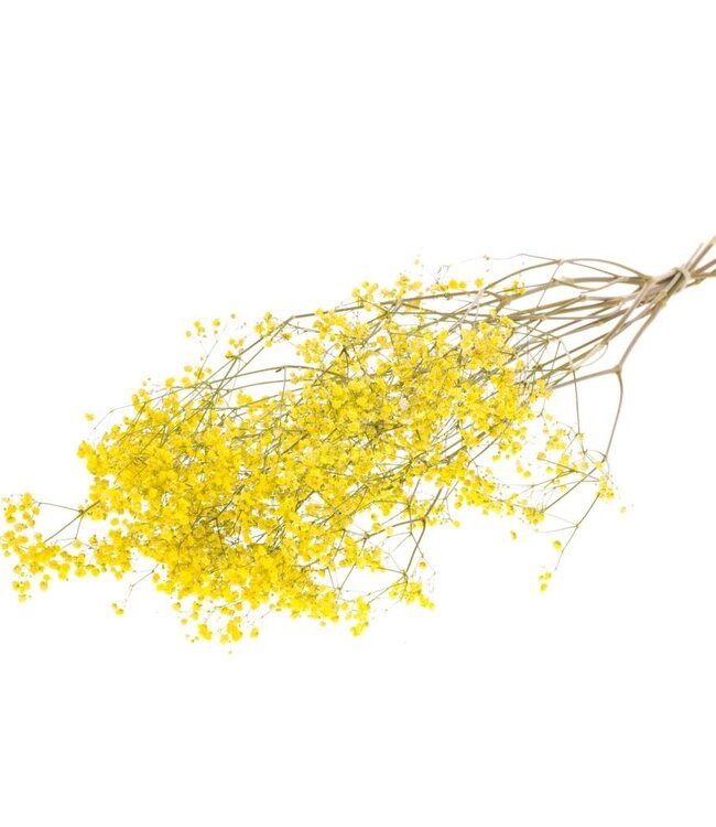 Gypsophila yellow dry flowers | Length ± 70 cm | Available per bunch