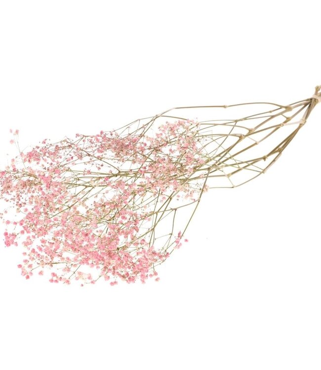 Gypsophila pink dried flowers | Length ± 70 cm | Available per bunch