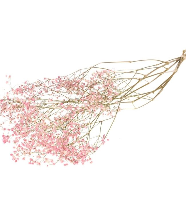 Gypsophila roze droogbloemen | Lengte ± 70 cm | Per bos verkrijgbaar