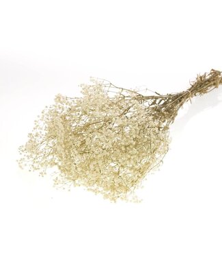 Dried Gypsophila preserved natural