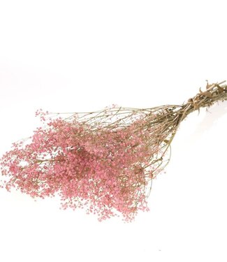Dried Gypsophila preserved pink