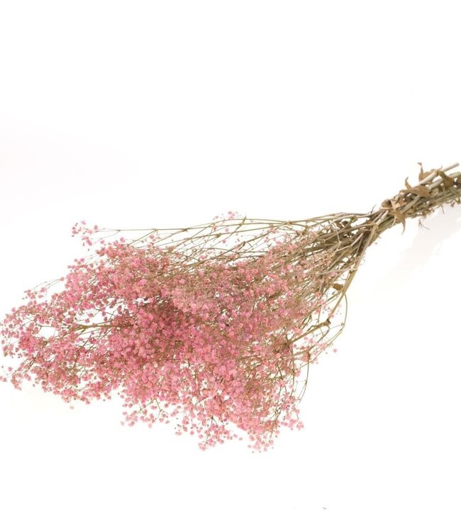 Gypsophila gepreserveerd roze droogbloemen | Lengte ± 70 cm | Per bos verkrijgbaar