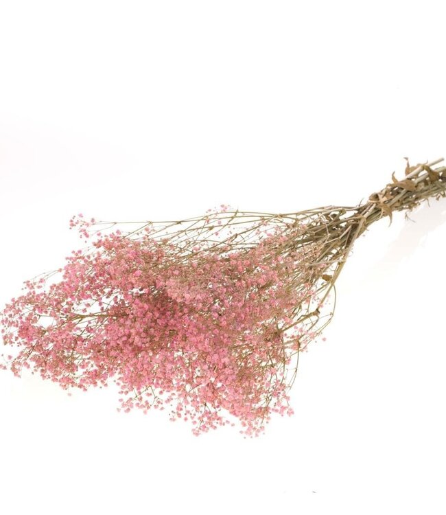Gypsophila reserviert rosa Trockenblumen | Länge ± 70 cm | Erhältlich pro Strauß