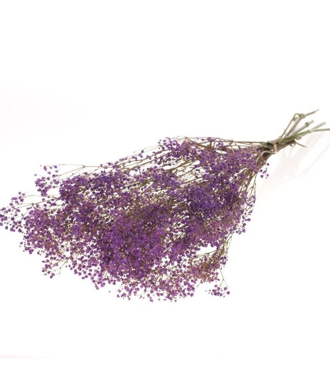 Gypsophila gepreserveerd lila droogbloemen | Lengte ± 70 cm | Per bos verkrijgbaar