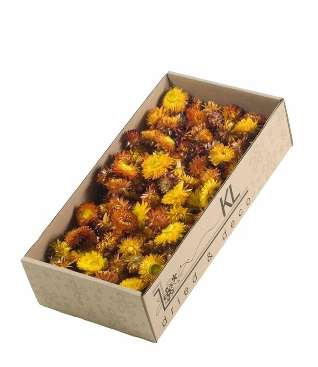 Helichrysum séché têtes orange | 100 grammes par boîte