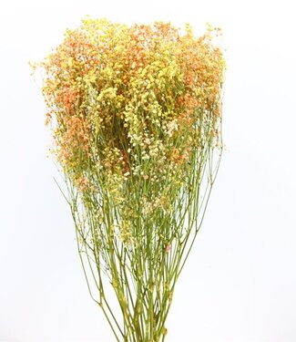 Dried gypsophila / gyps 'Miami Disco'