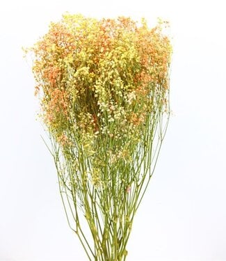 MyFlowers Dried gypsophila / gyps 'Miami Disco'