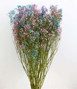 MyFlowers Dried gypsophila / gyps 'Disco Detroit'