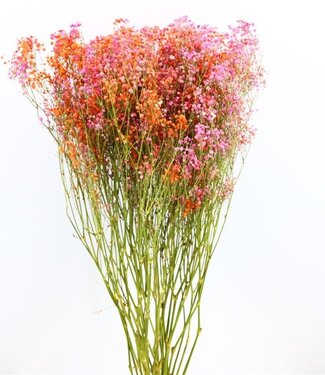 MyFlowers Dried gypsophila / gyps 'Disco Malibu'