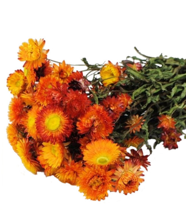 Oranje Helichrysum droogbloemen | Gedroogde oranje strobloemen