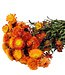 Orange Helichrysum dried flowers