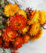 Fleurs séchées d'Helichrysum orange | Fleurs séchées de paille d'orange