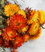 Orange Helichrysum dried flowers | Dried orange straw flowers