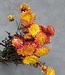 Orange Helichrysum dried flowers | Dried orange straw flowers