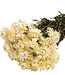 Gedroogde witte Helichrysum strobloem droogbloemen per bos