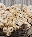 Fleurs d'Helichrysum blanches séchées par bouquet