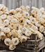 Getrocknete weiße Helichrysum-Strohblumen pro Strauß