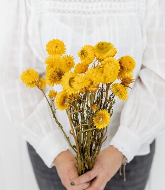 Gedroogde Helichrysum strobloem geel