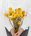MyFlowers Getrocknete Helichrysum Strohblume gelb