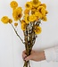 Getrocknete gelbe Helichrysum-Strohblumen getrocknete Blüten pro Strauß
