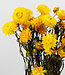 Gedroogde gele Helichrysum strobloem droogbloemen per bos
