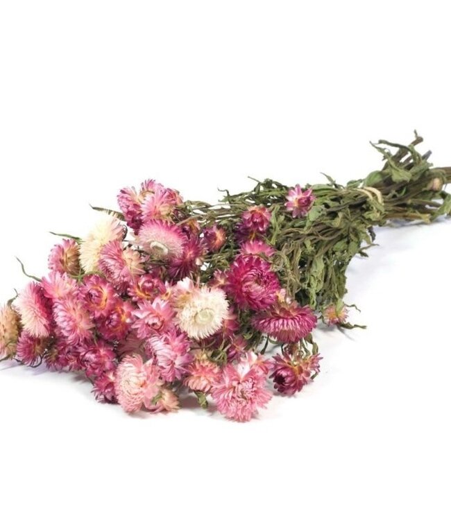 Dried straw flowers Helichrysum pink