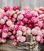 Fleurs de paille séchées Helichrysum rose