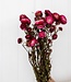 Fleurs de paille séchées Helichrysum rose foncé