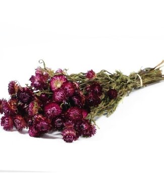 Fleurs de paille séchées Helichrysum rose foncé
