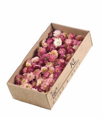 Getrocknete Helichrysum-Köpfe rosa