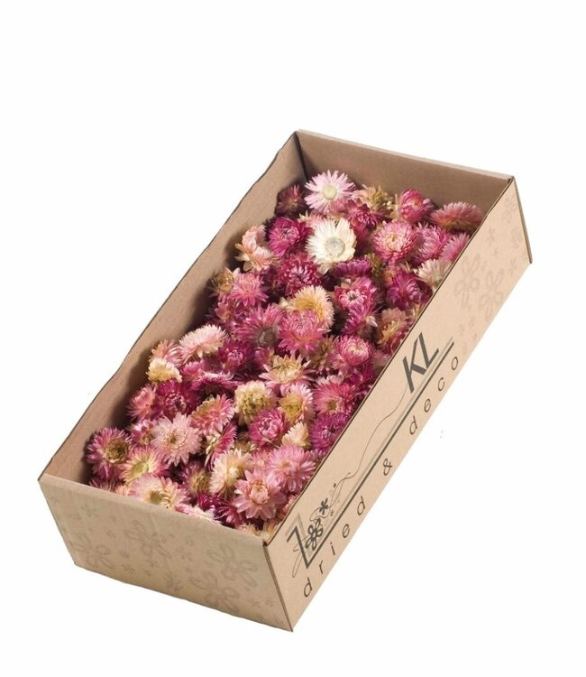 Dried Helichrysum heads pink | 100 grams per box