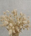 Dried baby Lagurus natural | 50 grams
