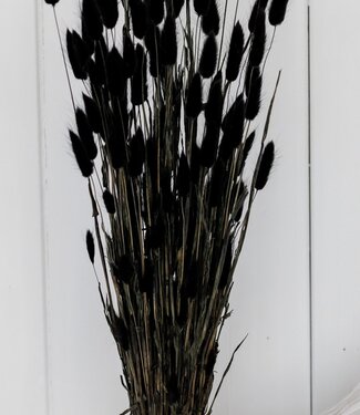 MyFlowers Dried Lagurus black