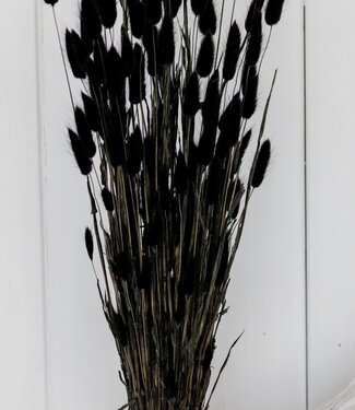 MyFlowers Lagurus noir séché