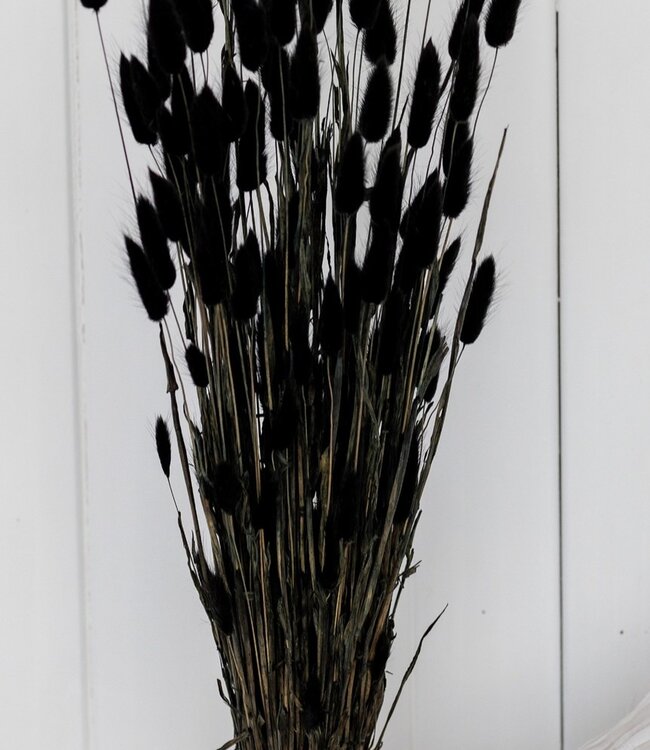 Lagurus noir séché 60 cm par bouquet