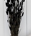 Lagurus noir séché 60 cm par bouquet