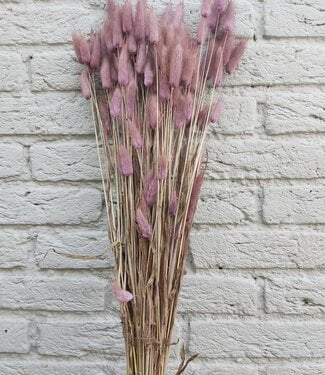 MyFlowers Dried Lagurus milka