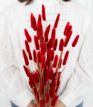 MyFlowers Rote Lagurus Trockenblumen | Getrockneter Hasenschwanz rot