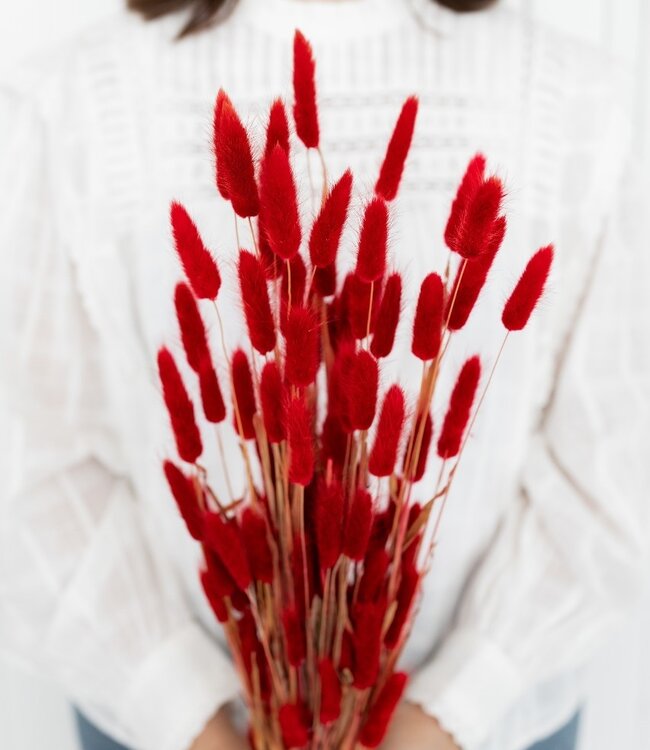 Rote Lagurus Trockenblumen | Getrockneter Hasenschwanz rot | Länge 65 - 70 Zentimeter