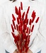 MyFlowers Red Lagurus dried flowers | Dried hare's tail red