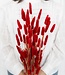 Red Lagurus dried flowers | Dried hare's tail red | Length 65 - 70 centimetres