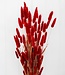 Rote Lagurus Trockenblumen | Getrockneter Hasenschwanz rot | Länge 65 - 70 Zentimeter