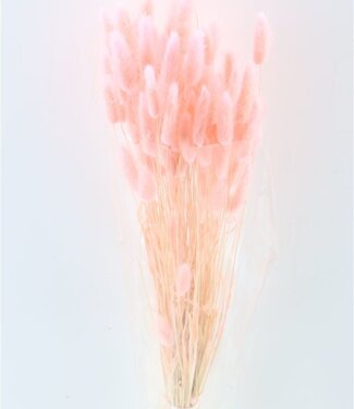 Gedroogde Lagurus zacht roze 70cm
